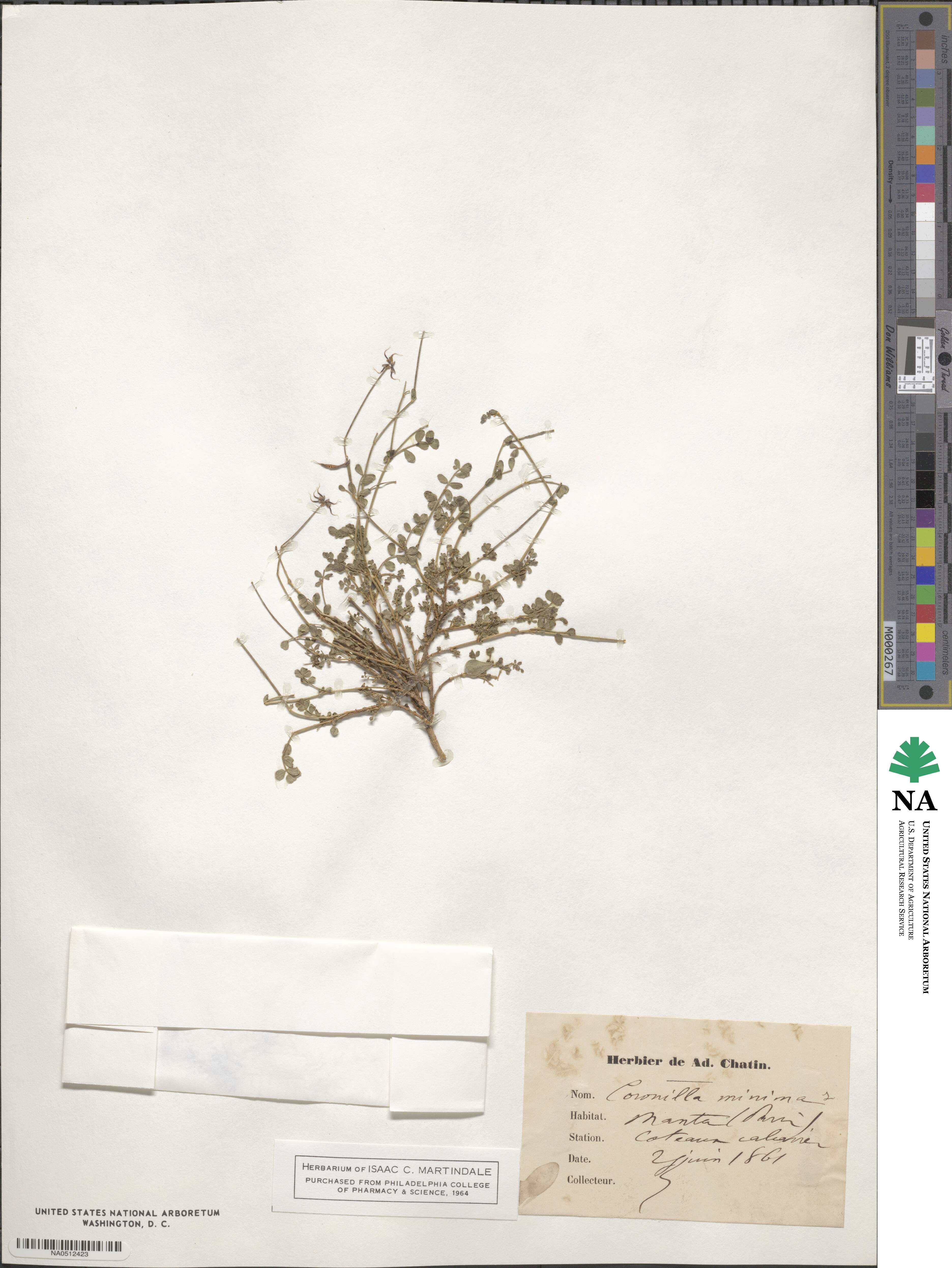 Coronilla minima image
