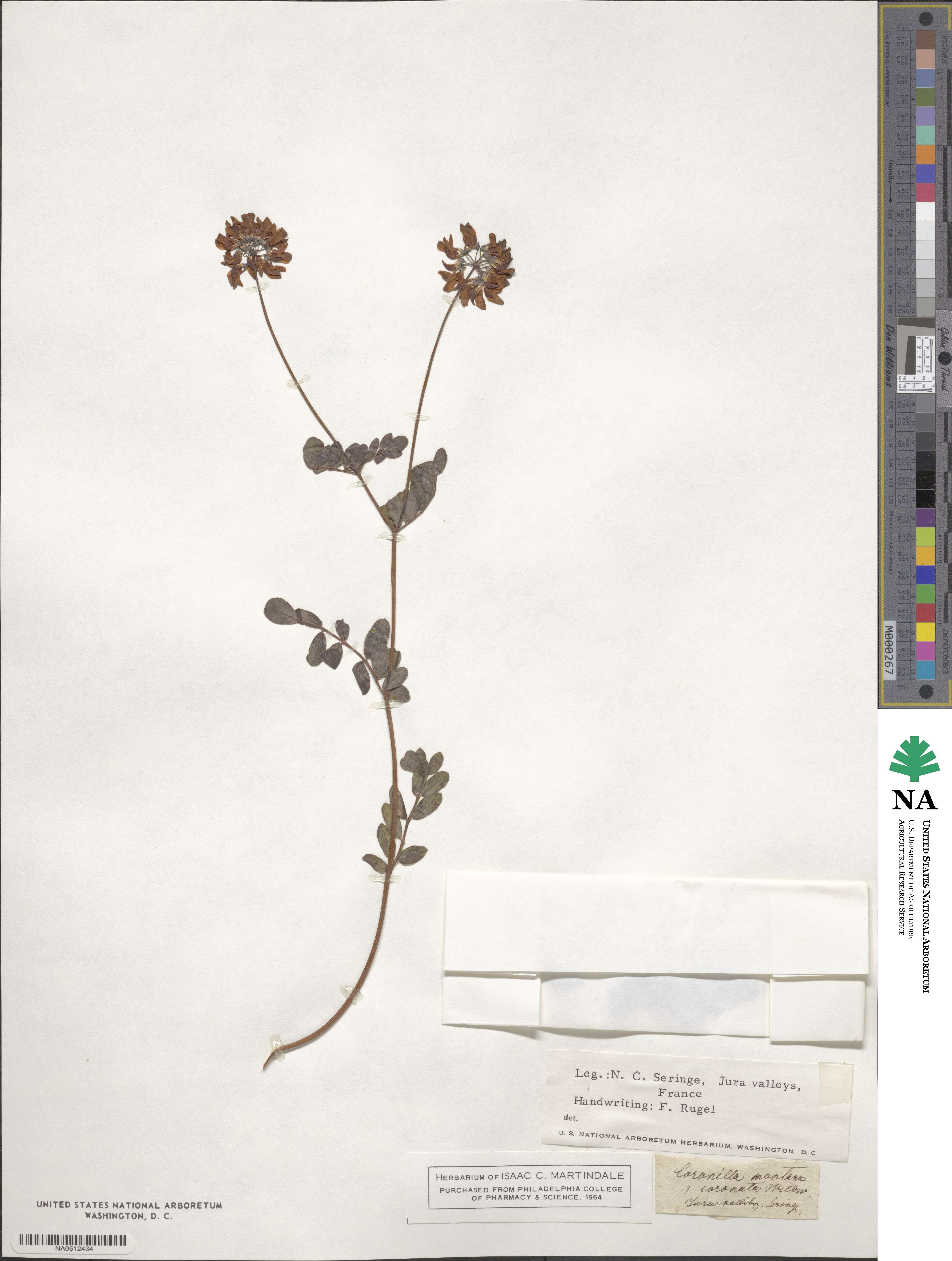Coronilla coronata image