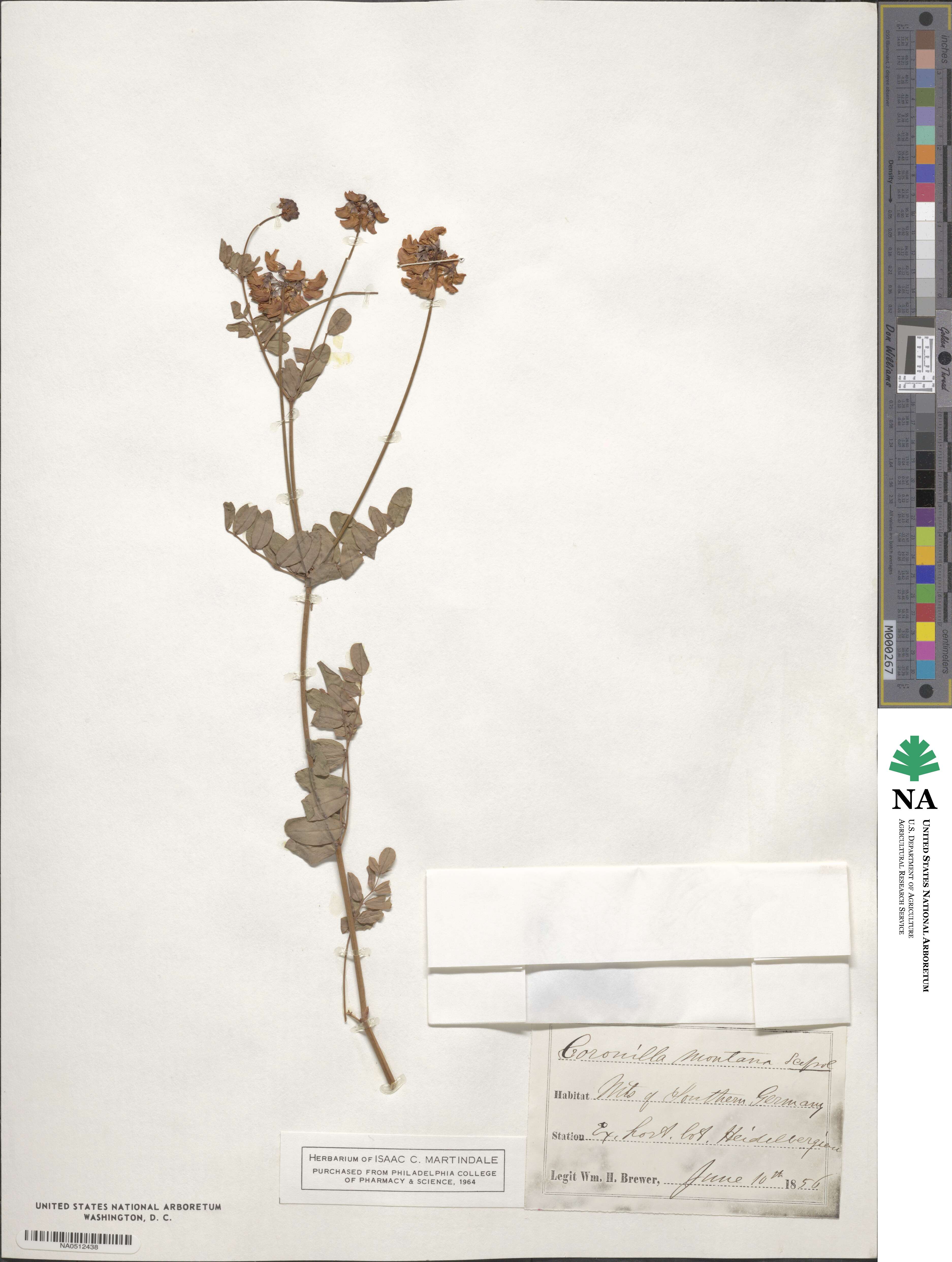 Coronilla coronata image