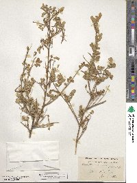 Hippocrepis emerus image