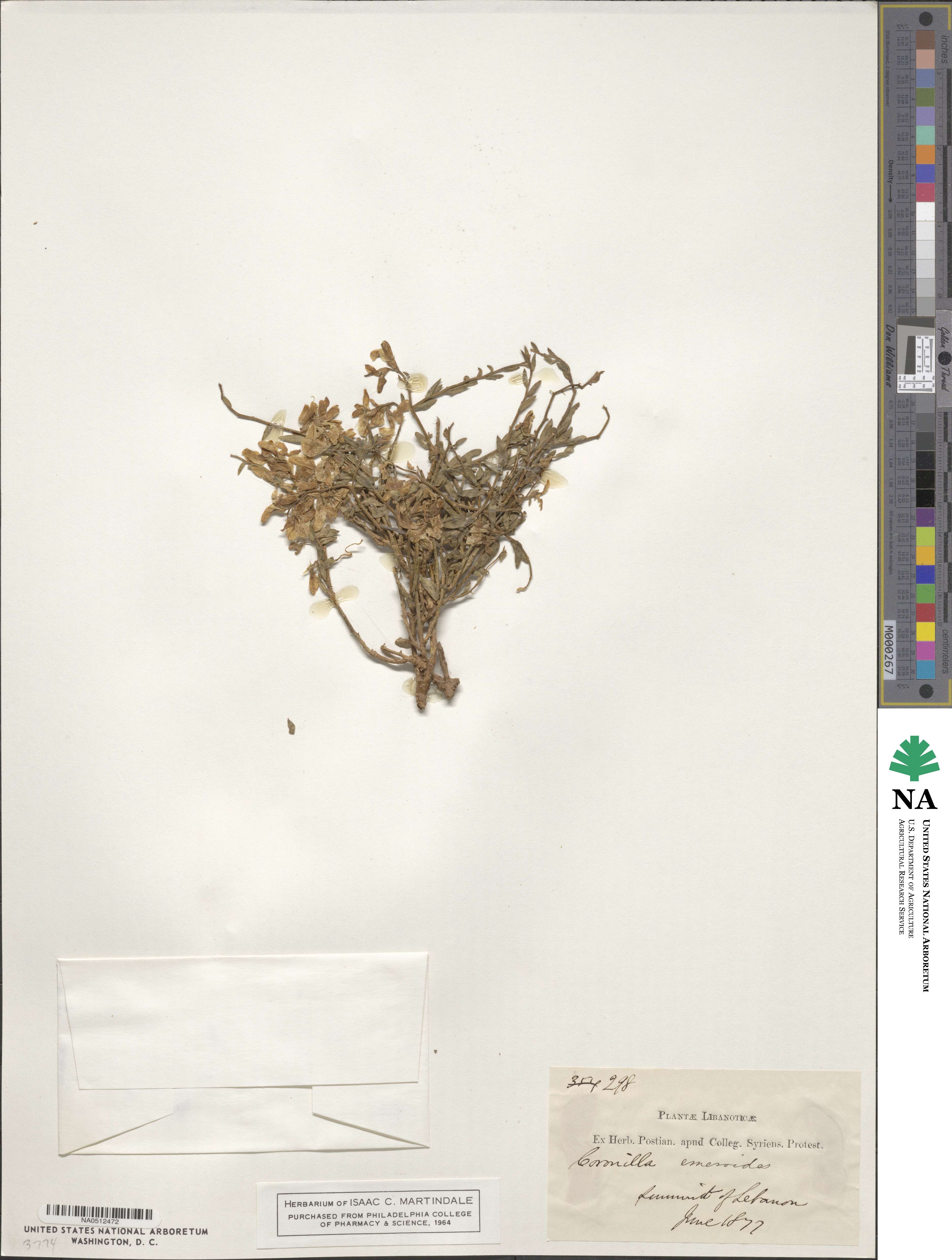 Hippocrepis emerus subsp. emeroides image