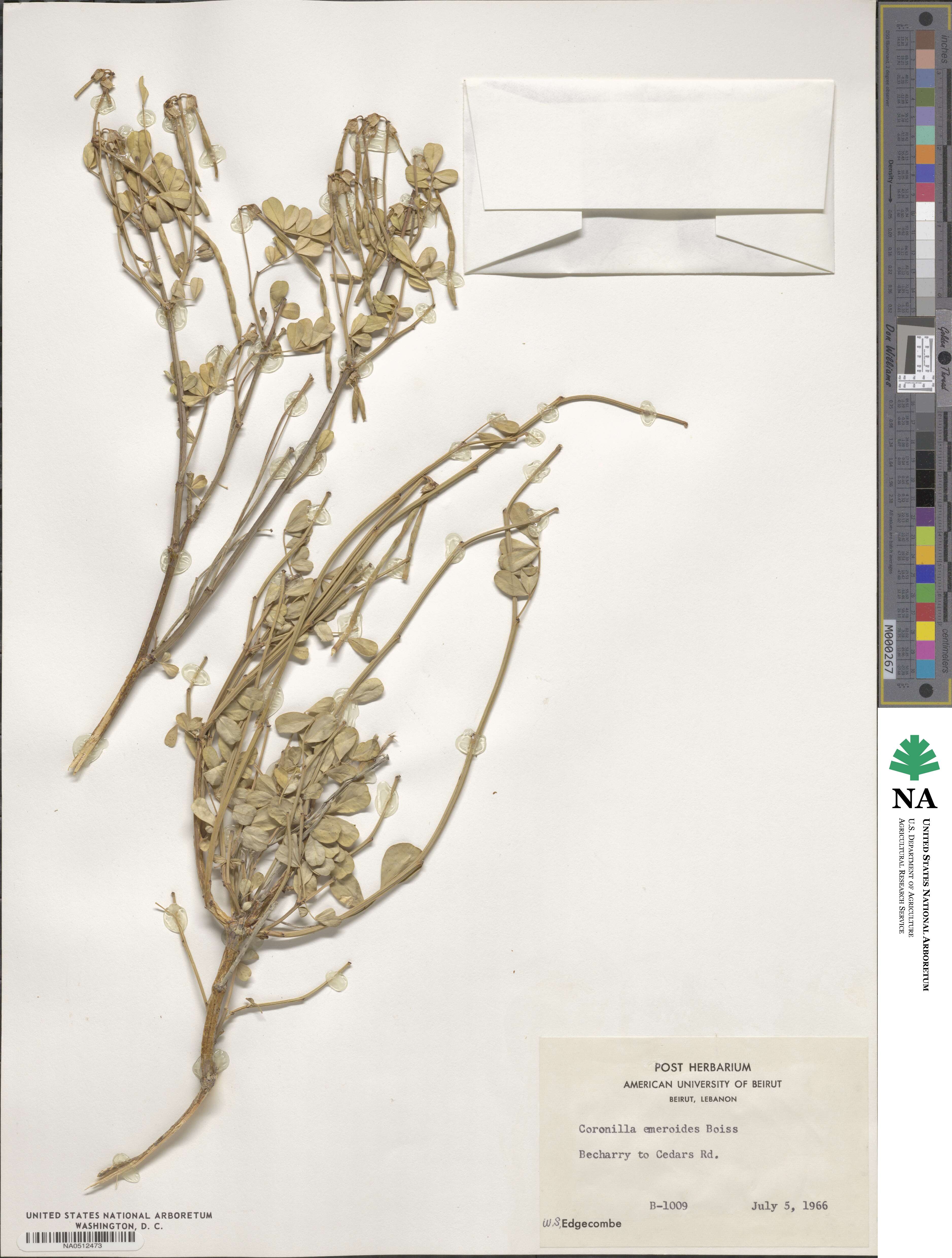 Hippocrepis emerus subsp. emeroides image