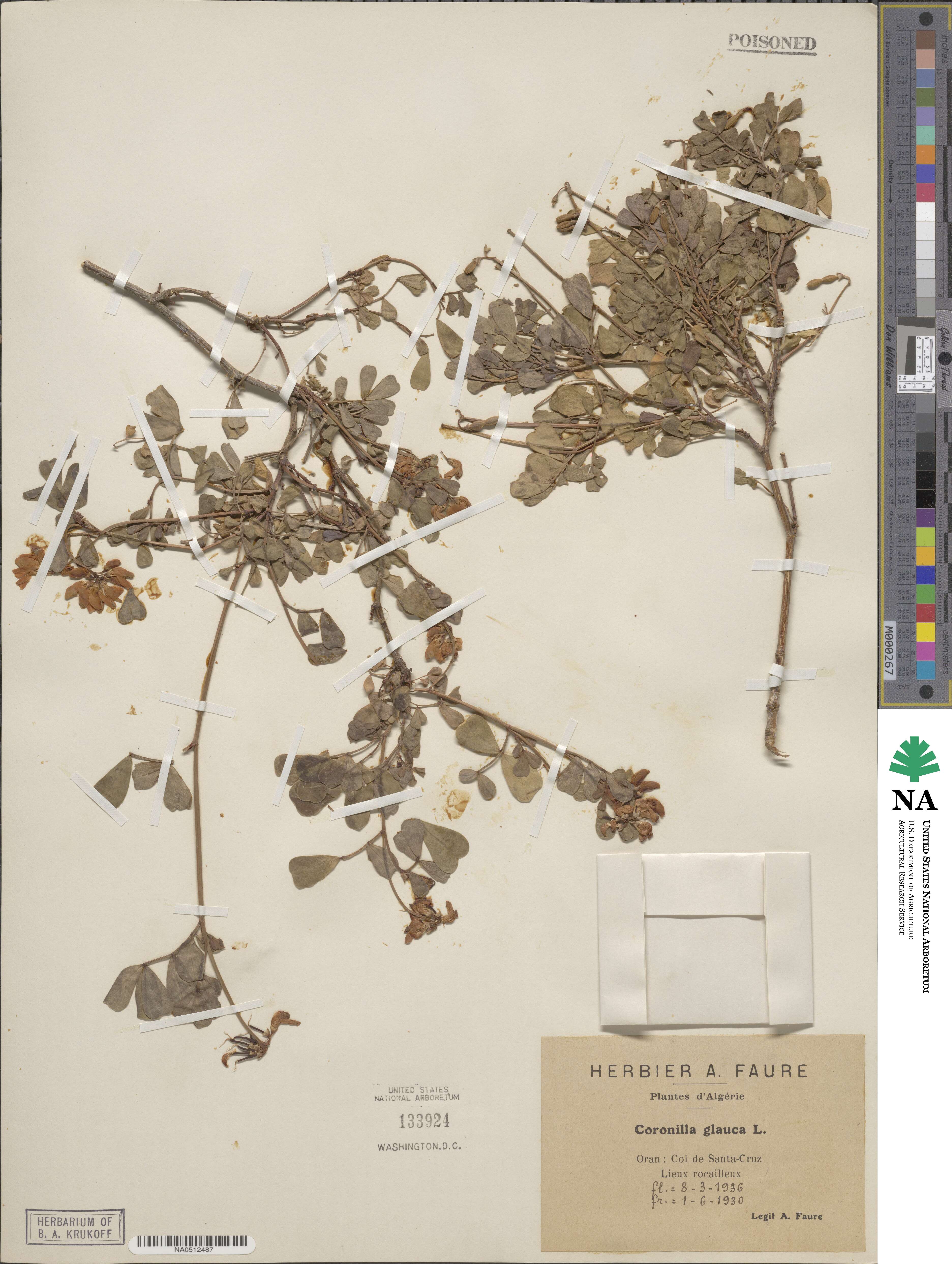 Coronilla valentina subsp. glauca image