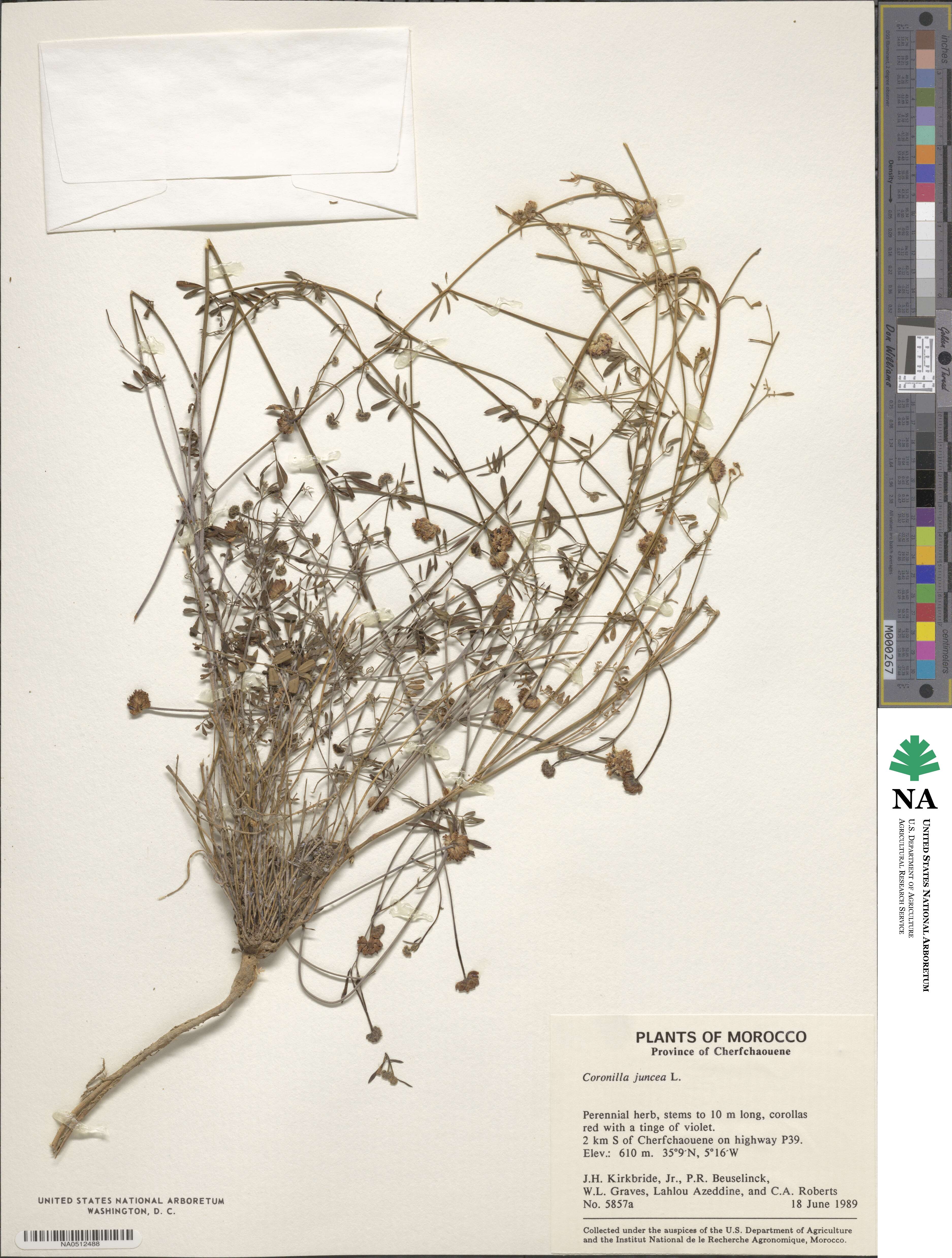 Coronilla juncea image