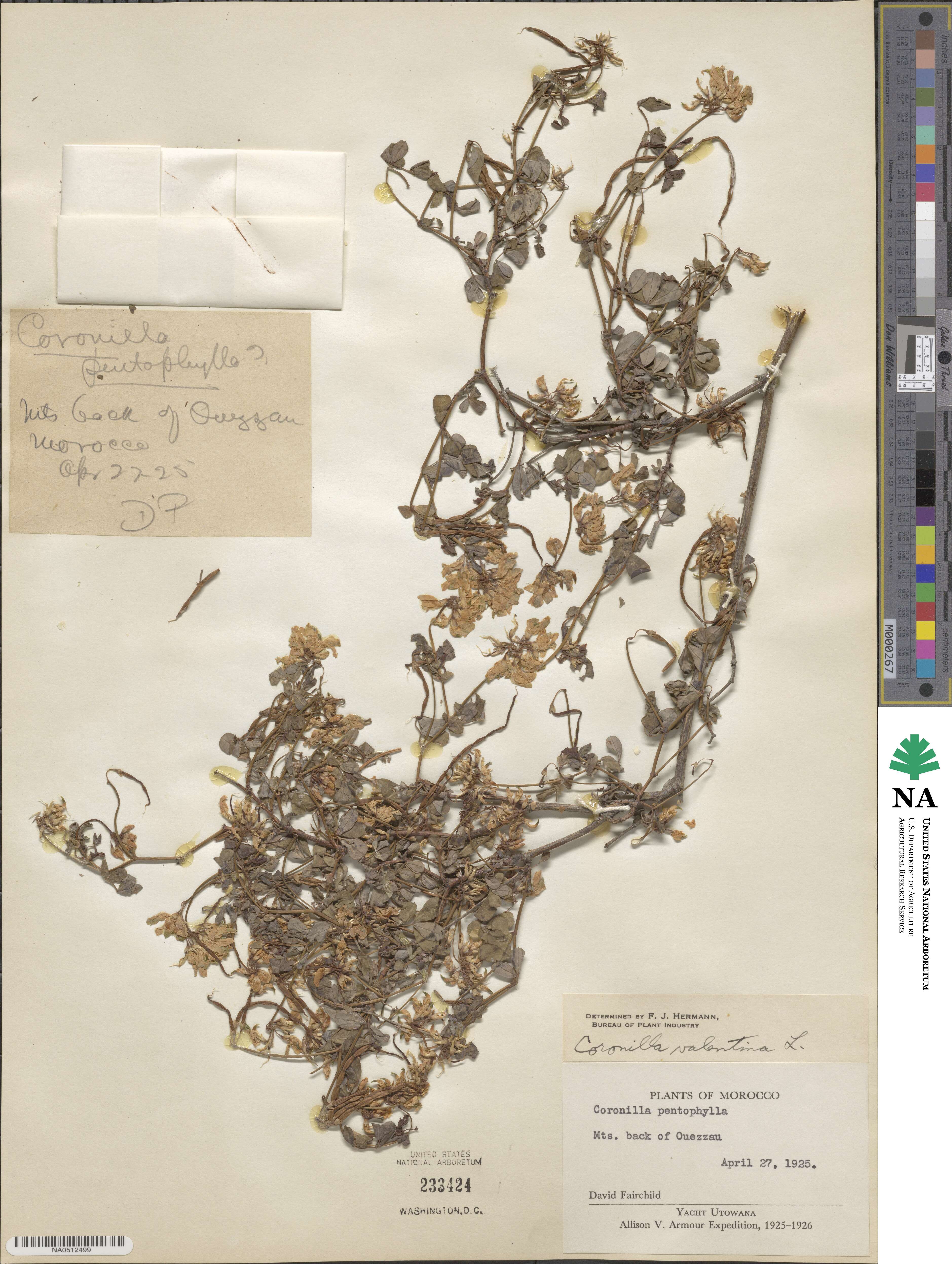 Coronilla valentina image