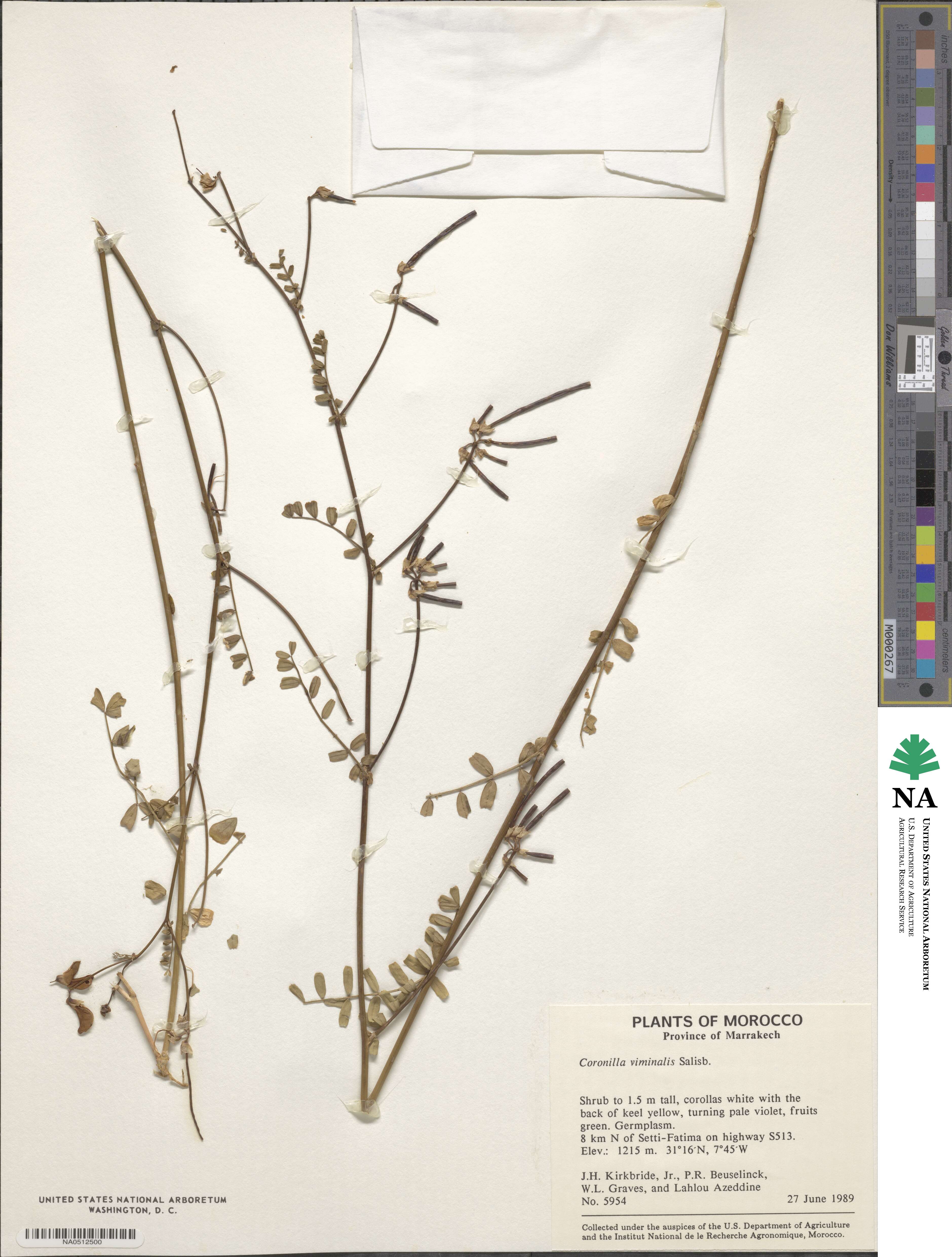 Coronilla viminalis image
