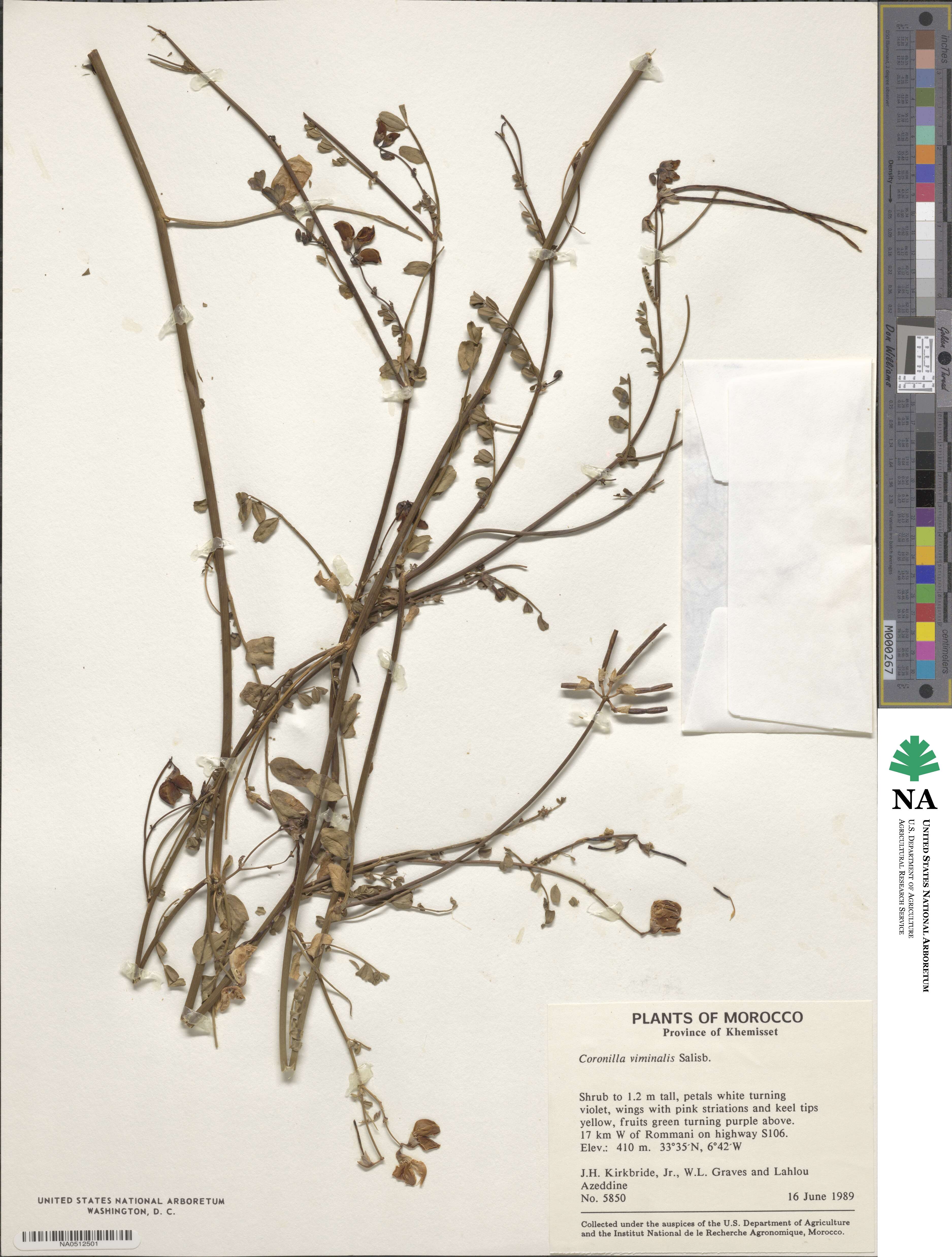 Coronilla viminalis image