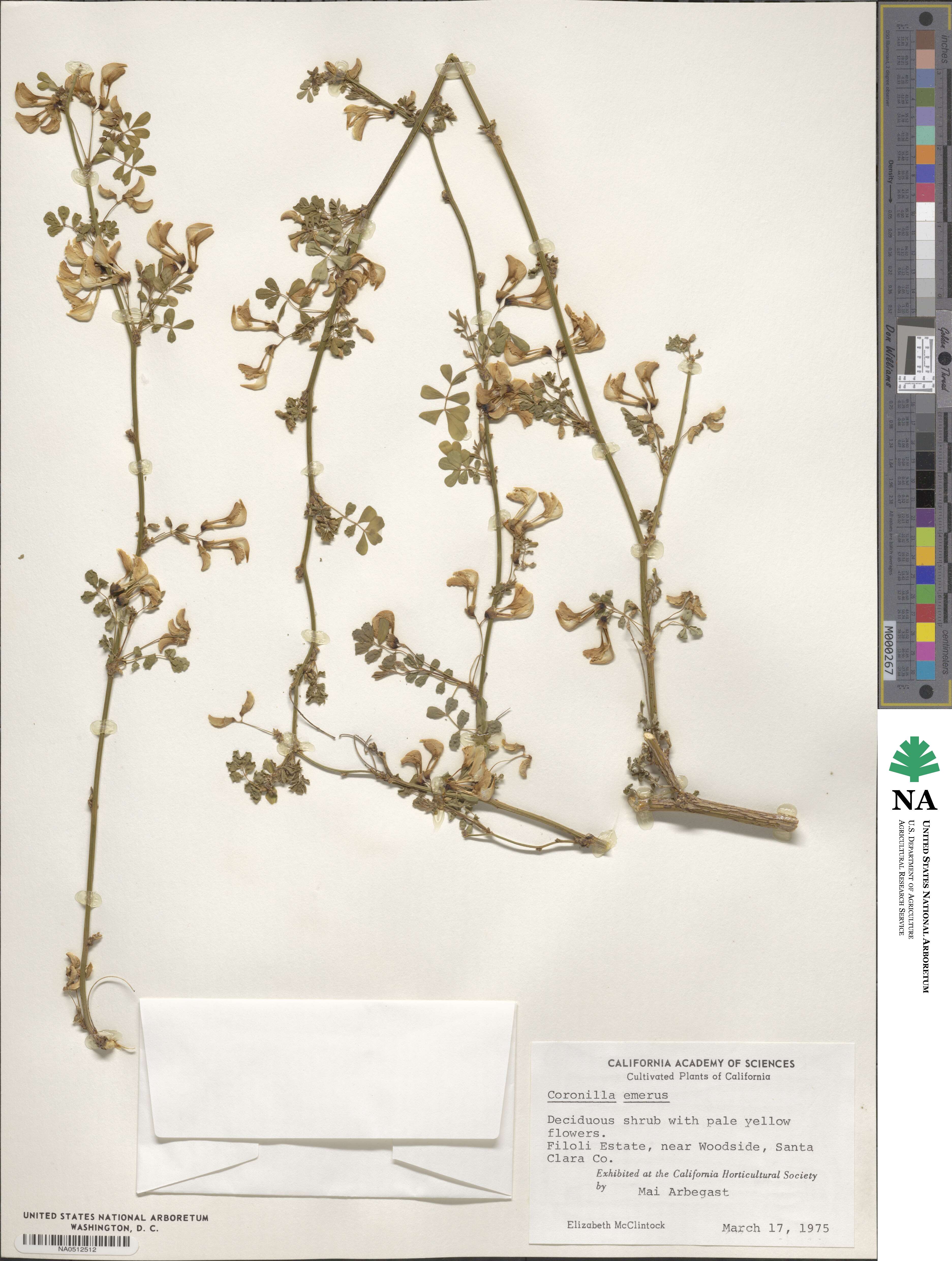 Hippocrepis emerus image