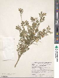 Hippocrepis emerus image