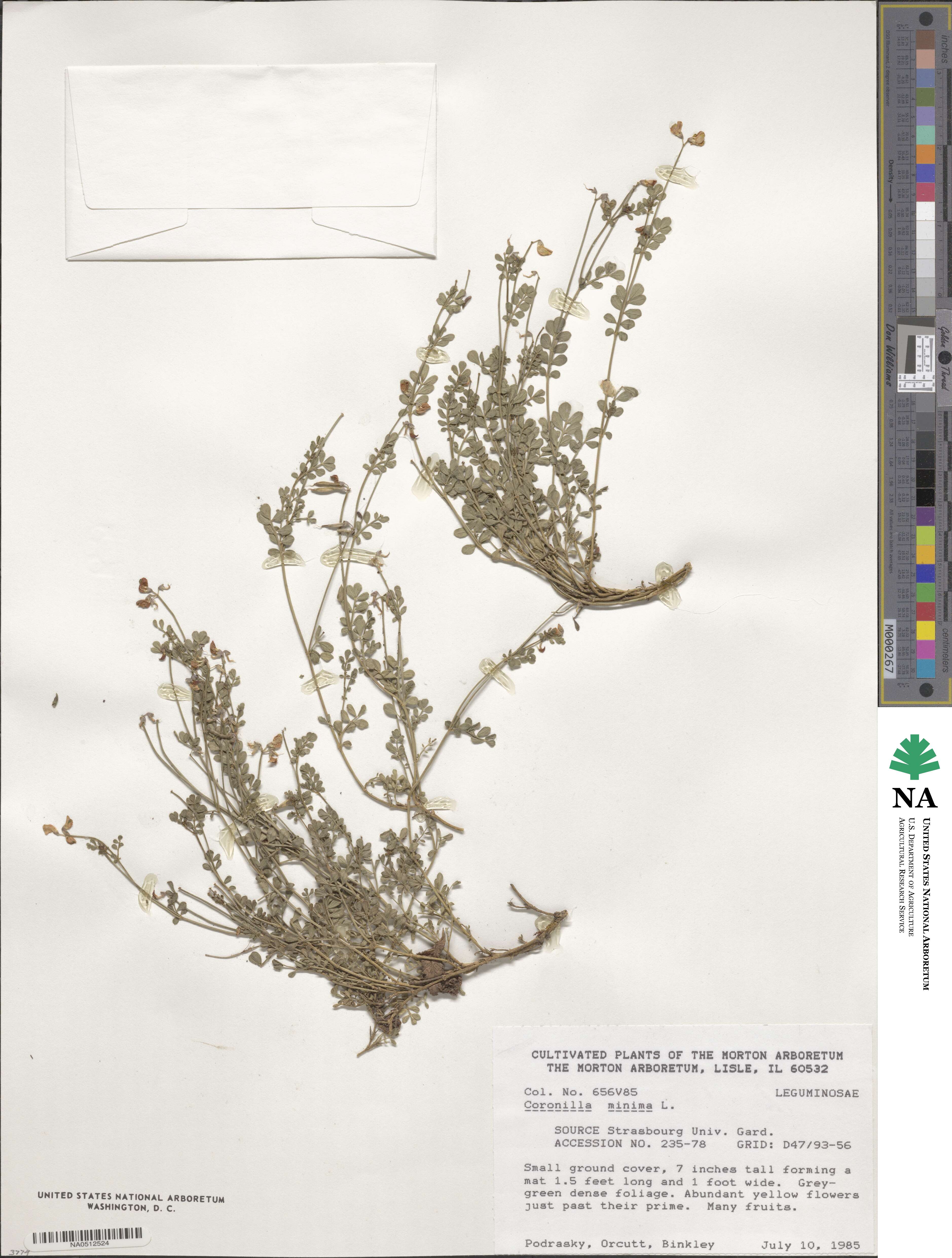 Coronilla minima image