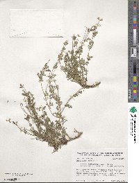 Coronilla minima image