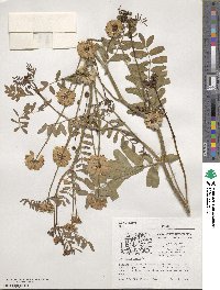 Coronilla varia image