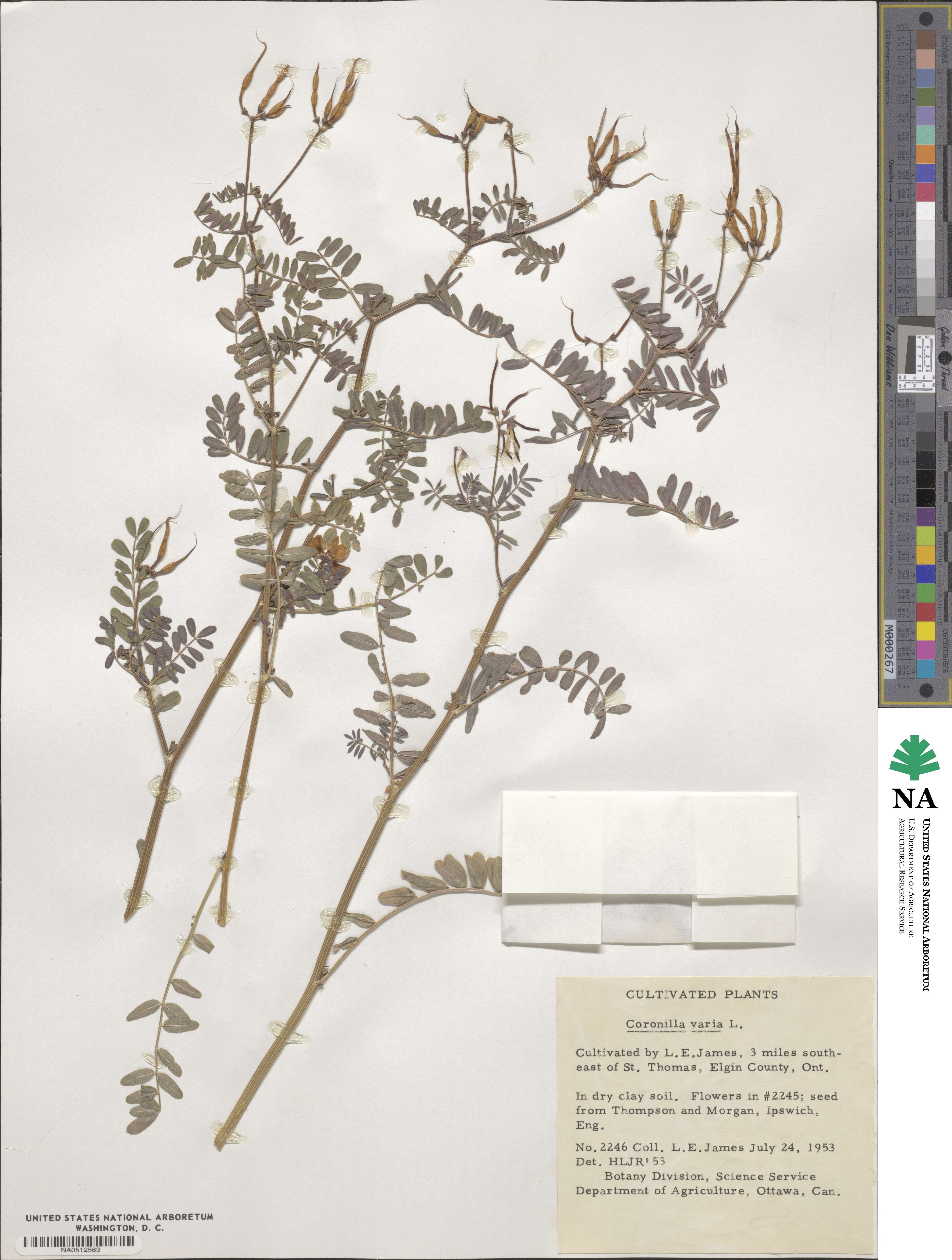 Coronilla varia image