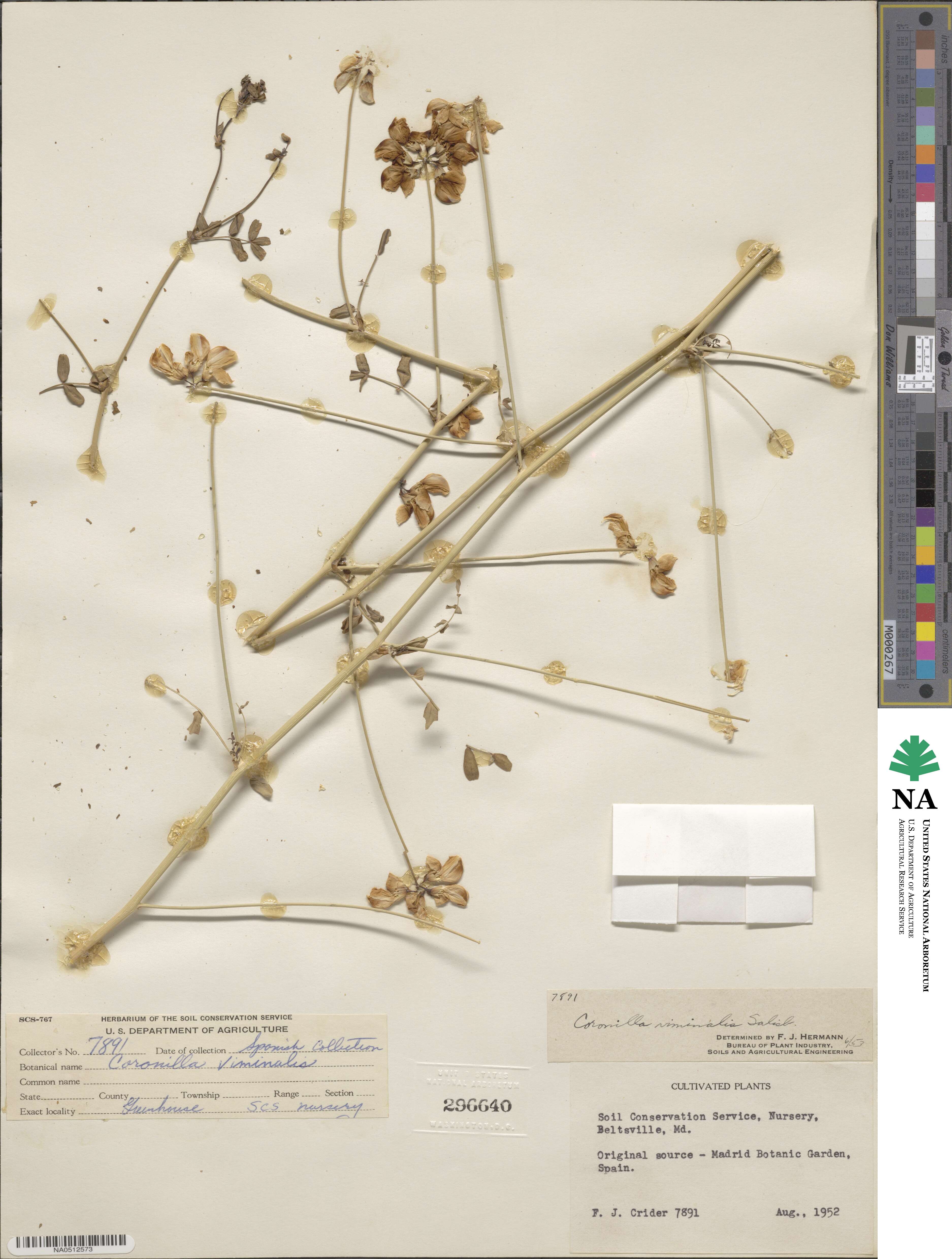 Coronilla viminalis image