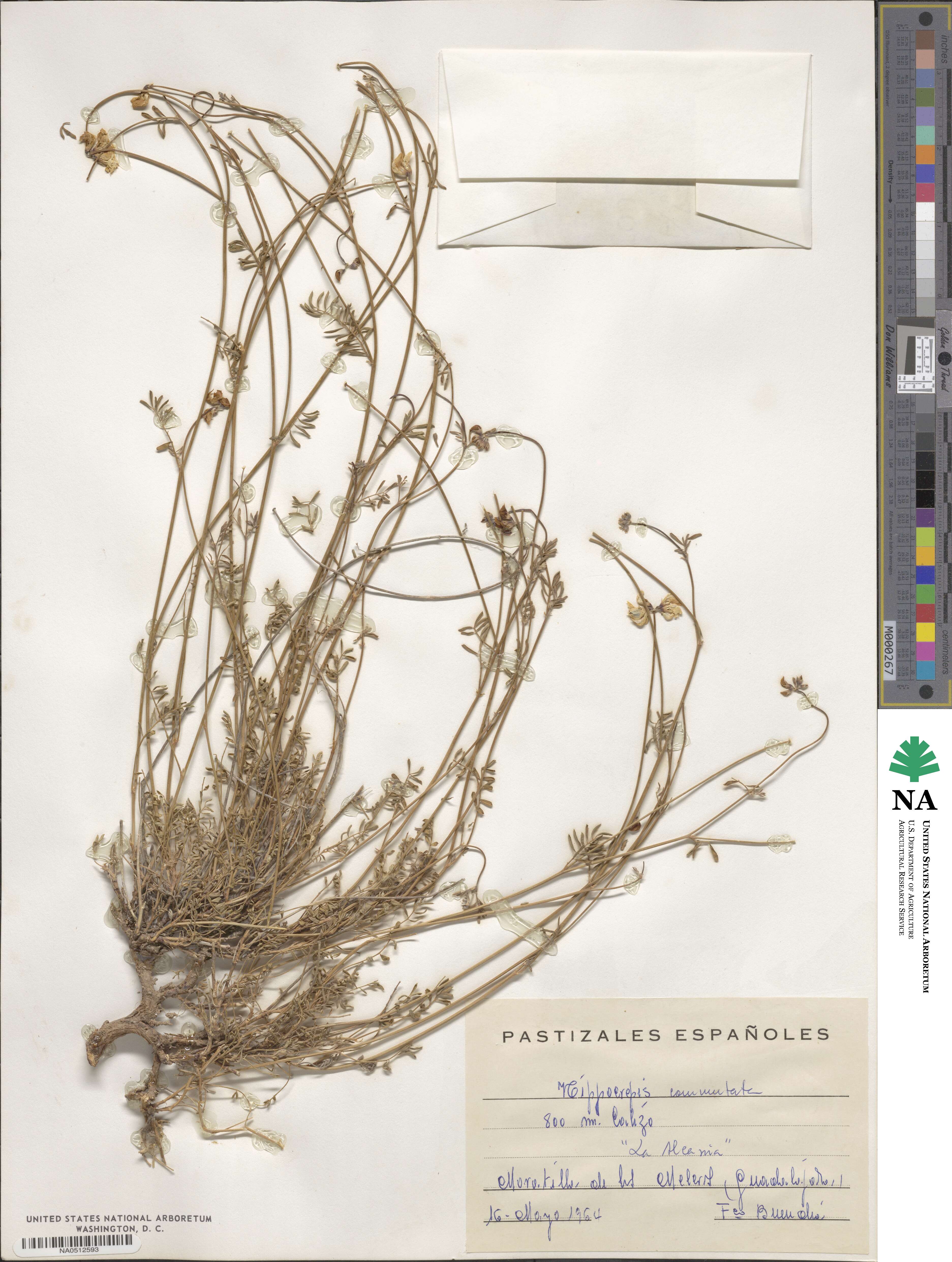 Hippocrepis scabra image