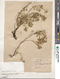 Hippocrepis comosa image