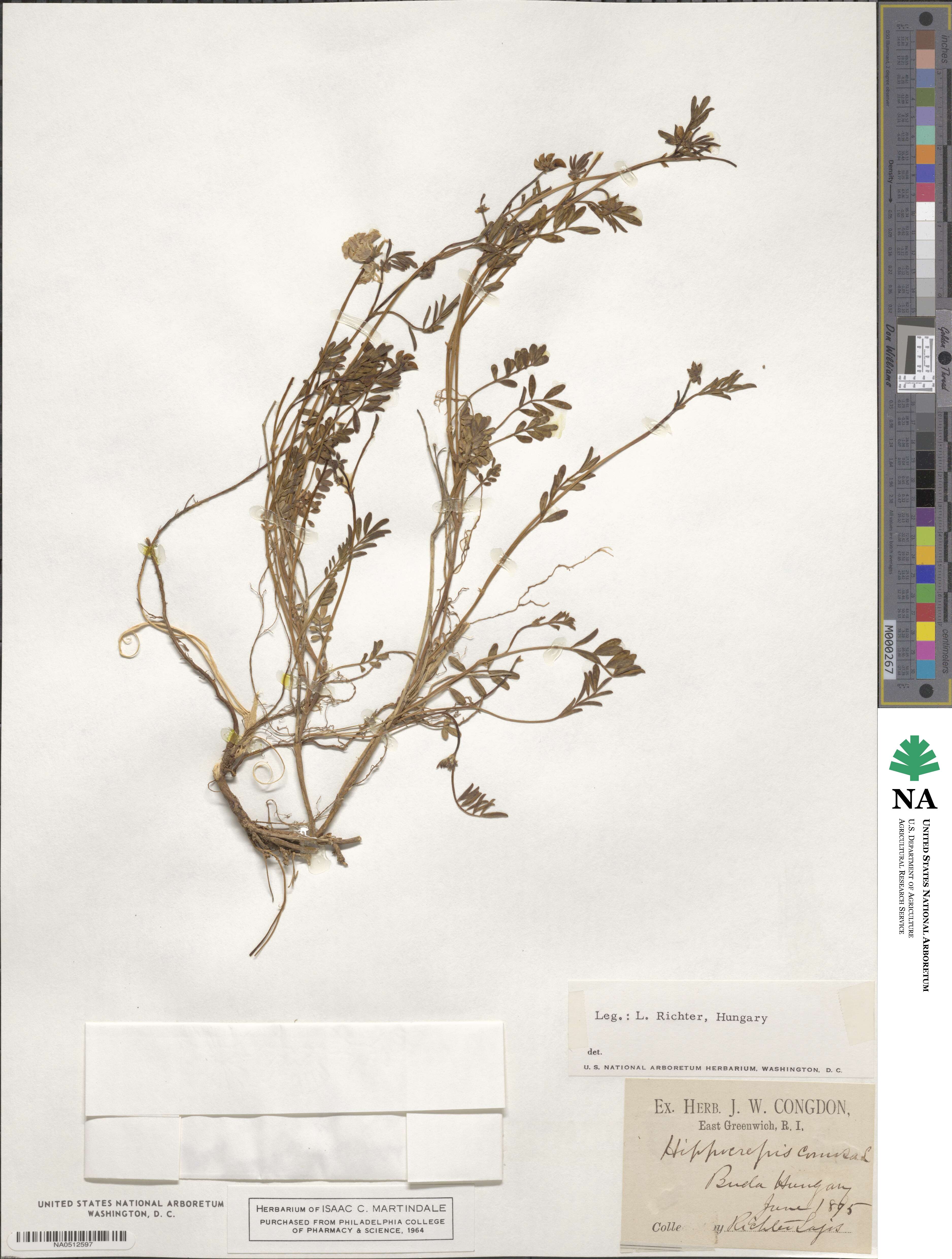 Hippocrepis comosa image