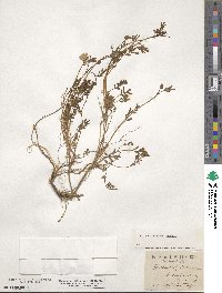 Hippocrepis comosa image