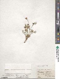 Hippocrepis comosa image