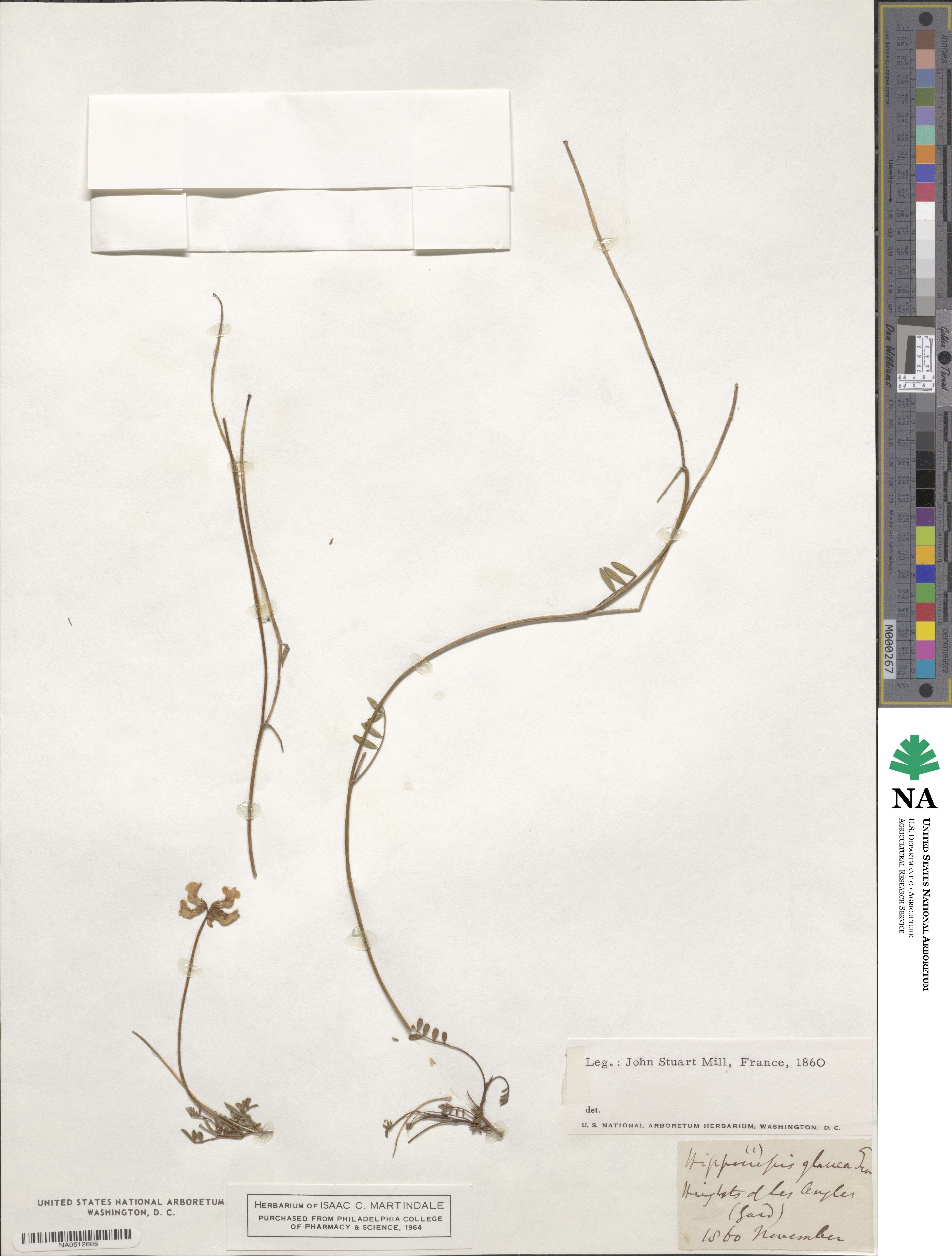 Hippocrepis glauca image