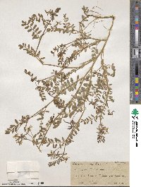 Hippocrepis multisiliquosa image