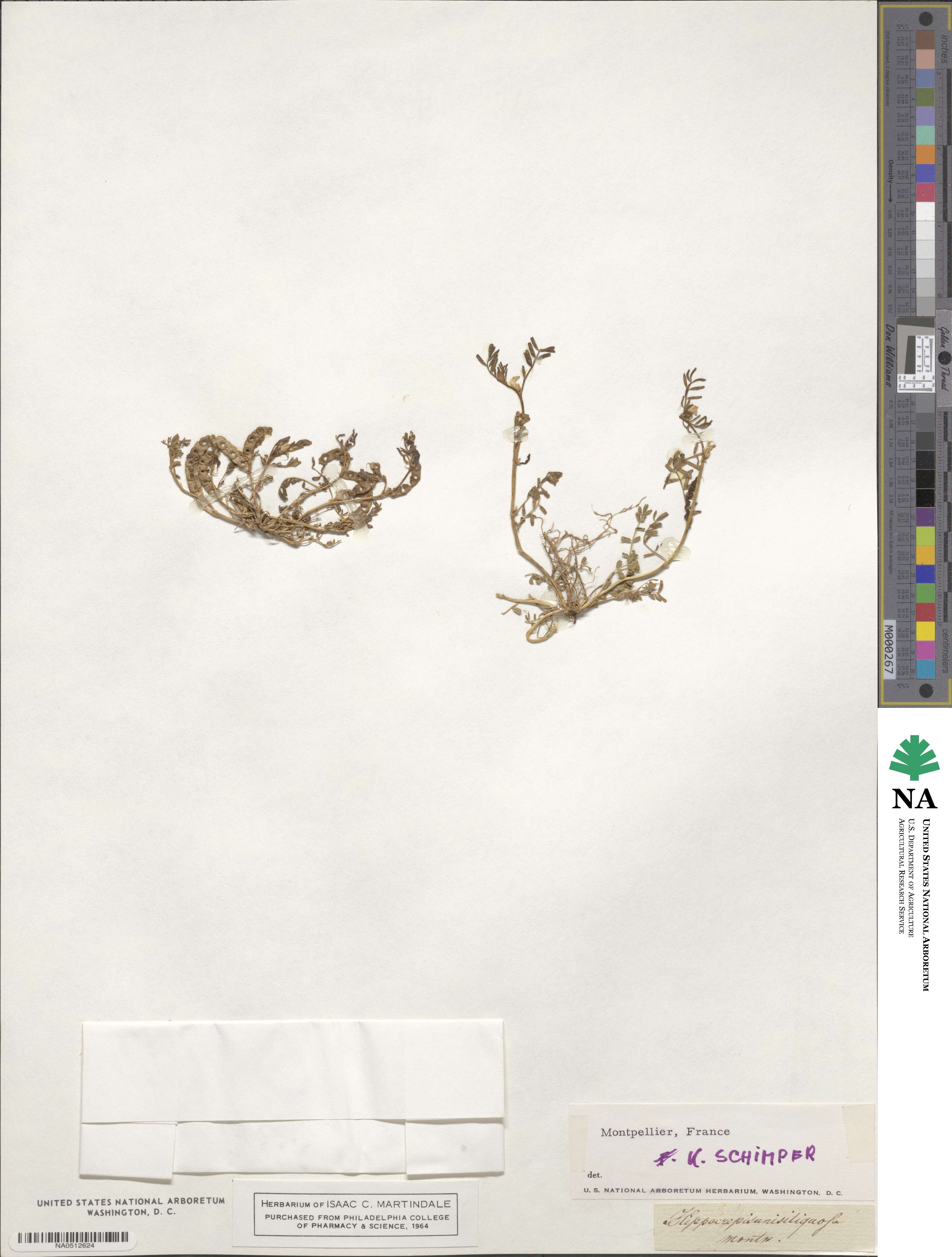 Hippocrepis unisiliquosa image