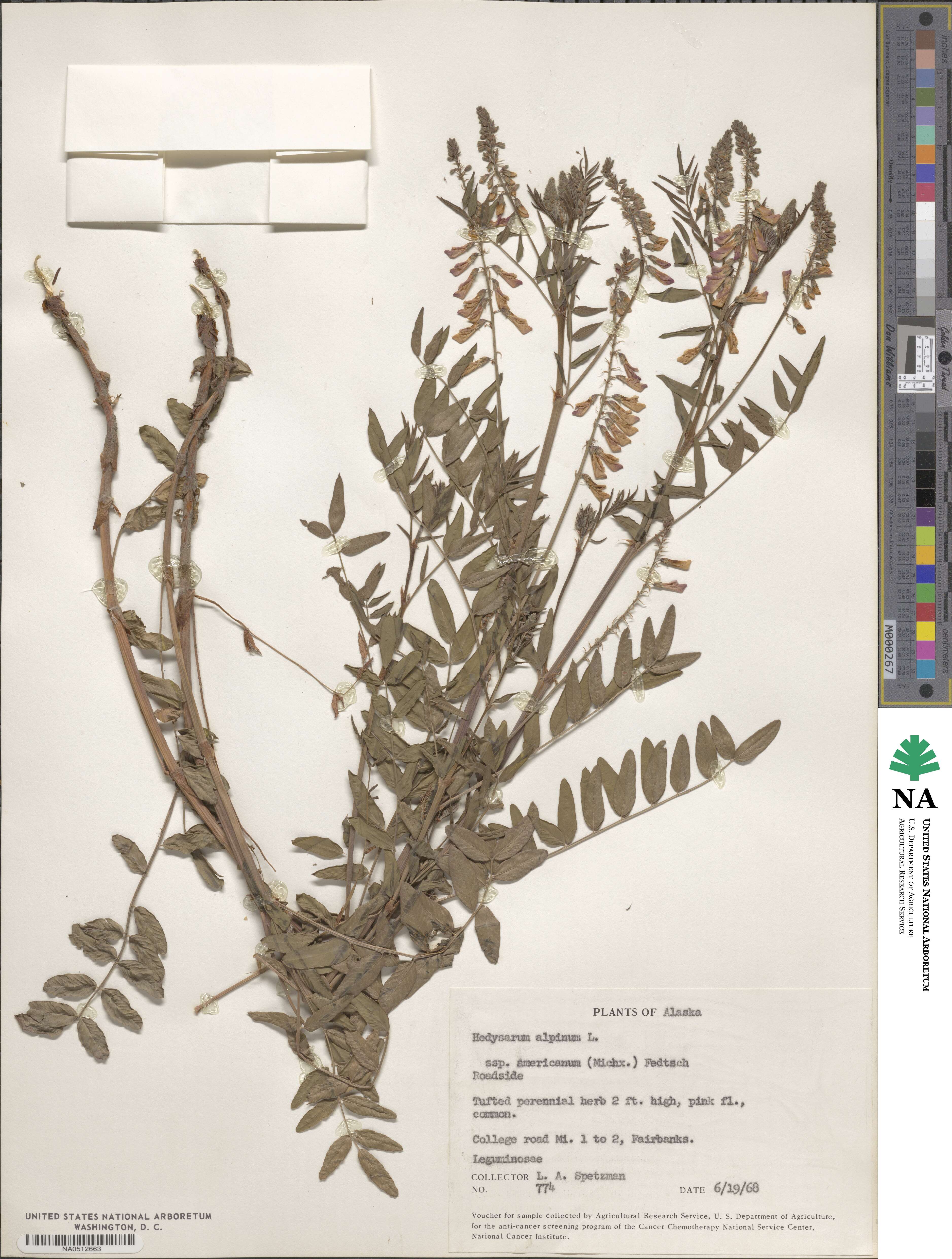 Hedysarum alpinum image