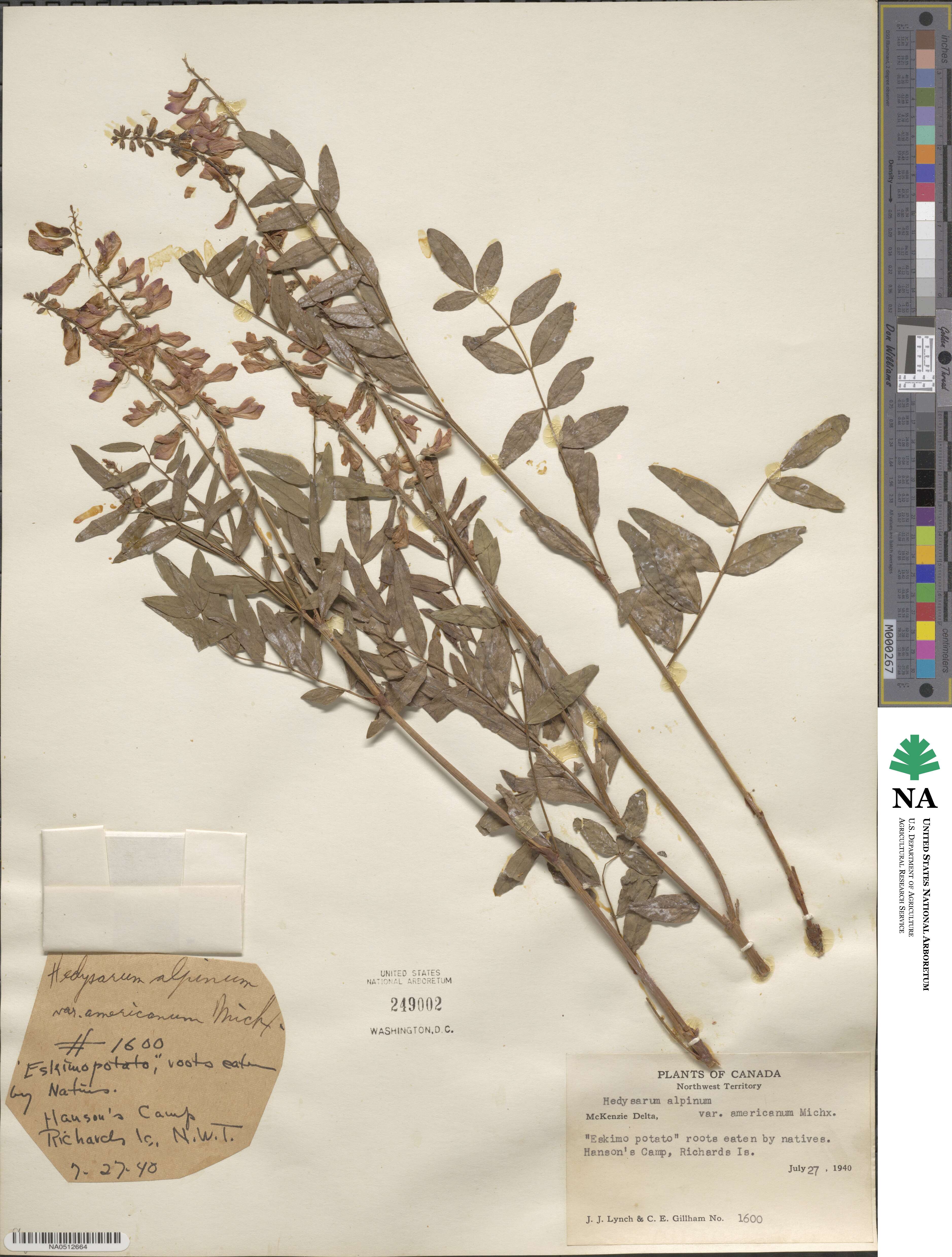 Hedysarum alpinum image