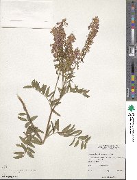 Hedysarum alpinum image