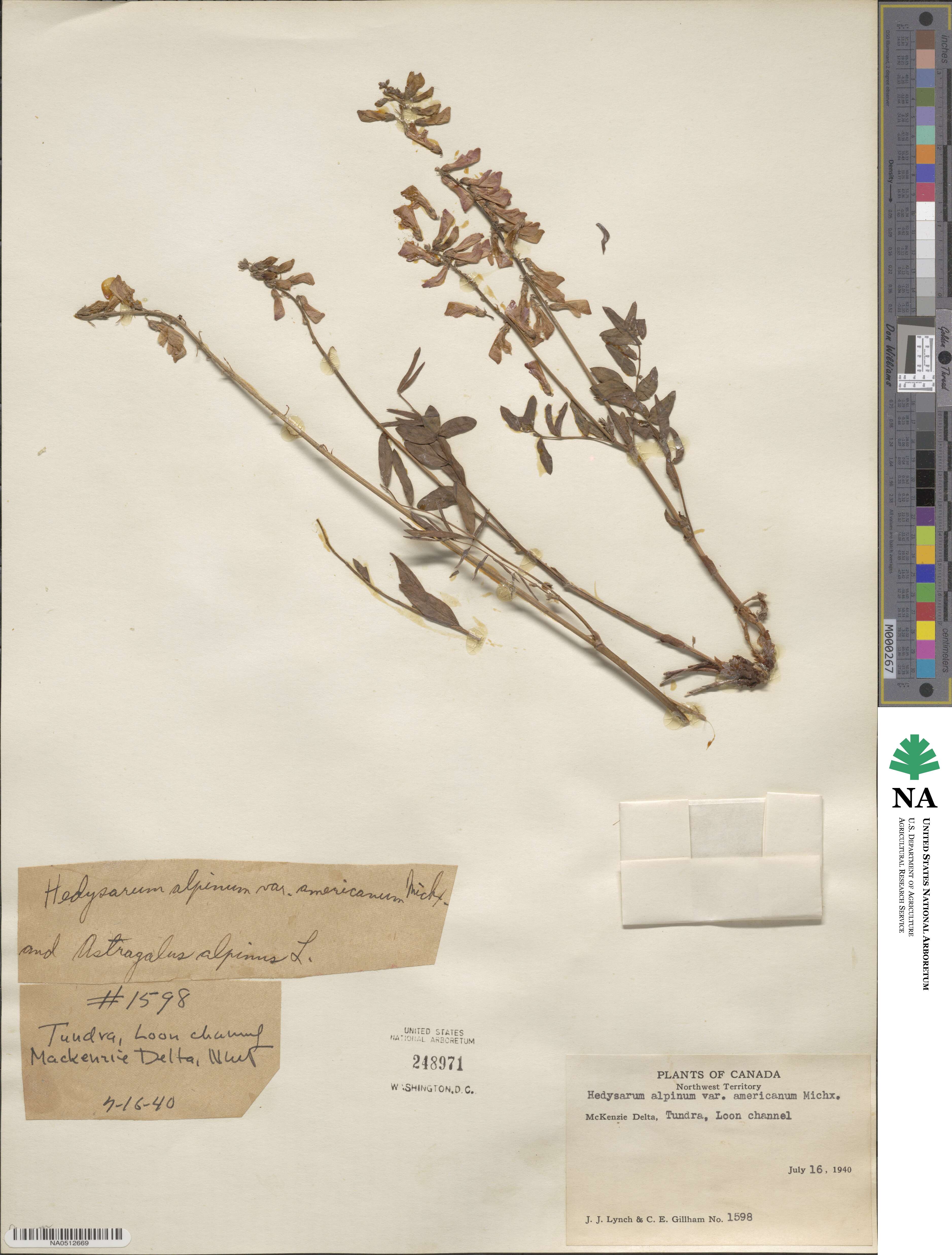 Hedysarum americanum image