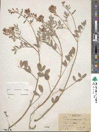 Hedysarum boreale subsp. boreale image