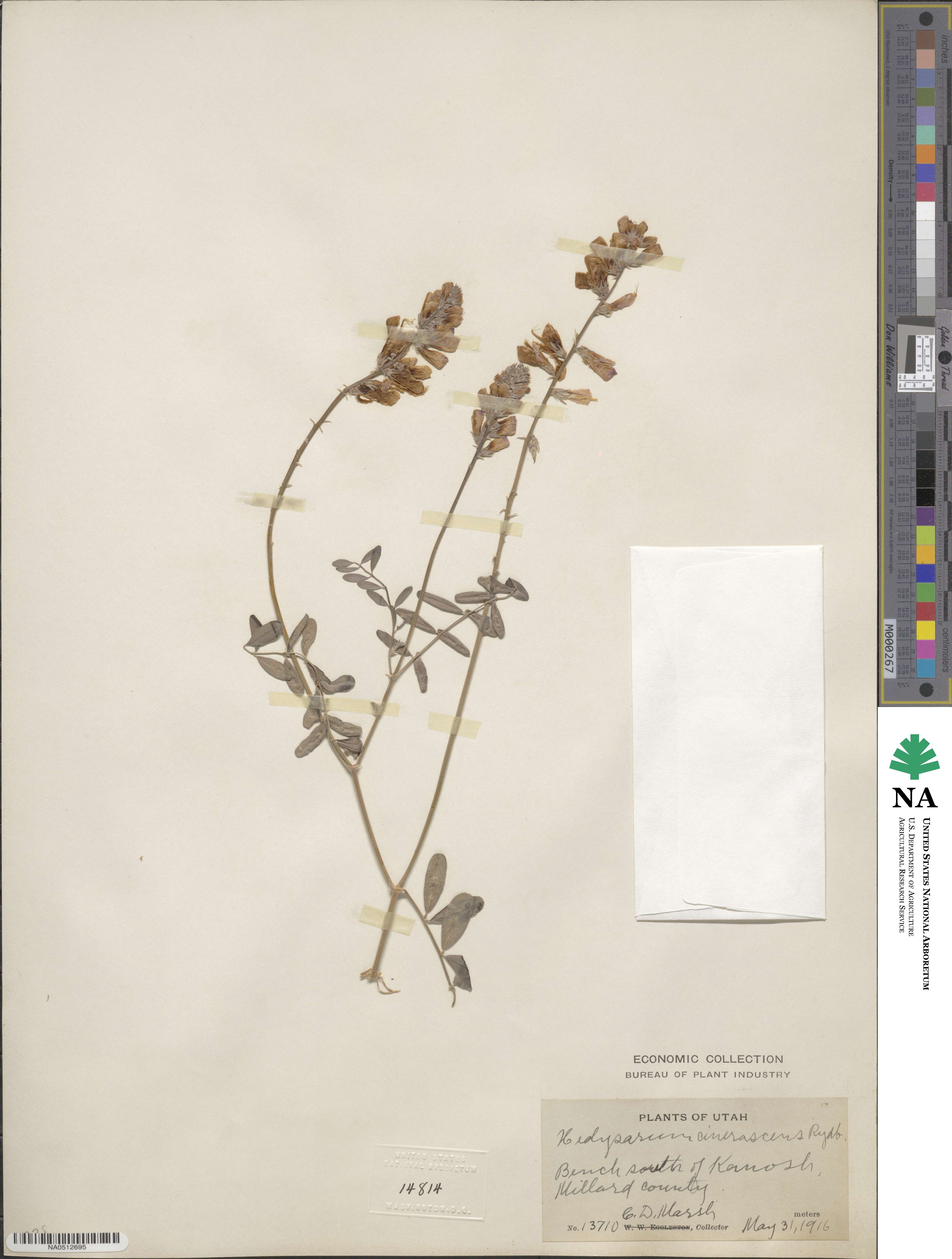 Hedysarum boreale subsp. boreale image