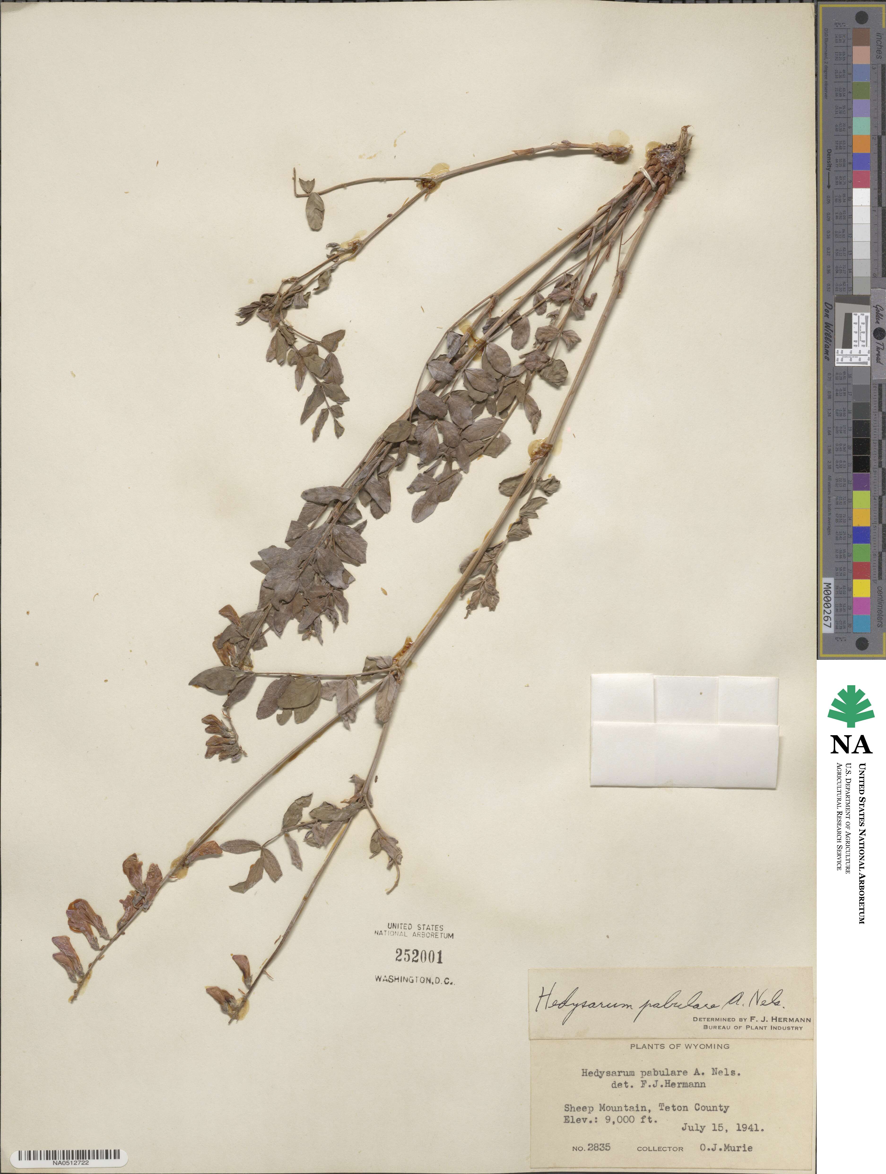 Hedysarum boreale subsp. boreale image