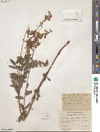 Image of Hedysarum sulphurescens