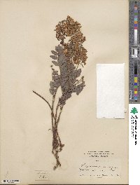 Hedysarum sulphurescens image