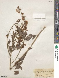 Hedysarum sulphurescens image