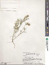 Hedysarum sulphurescens image