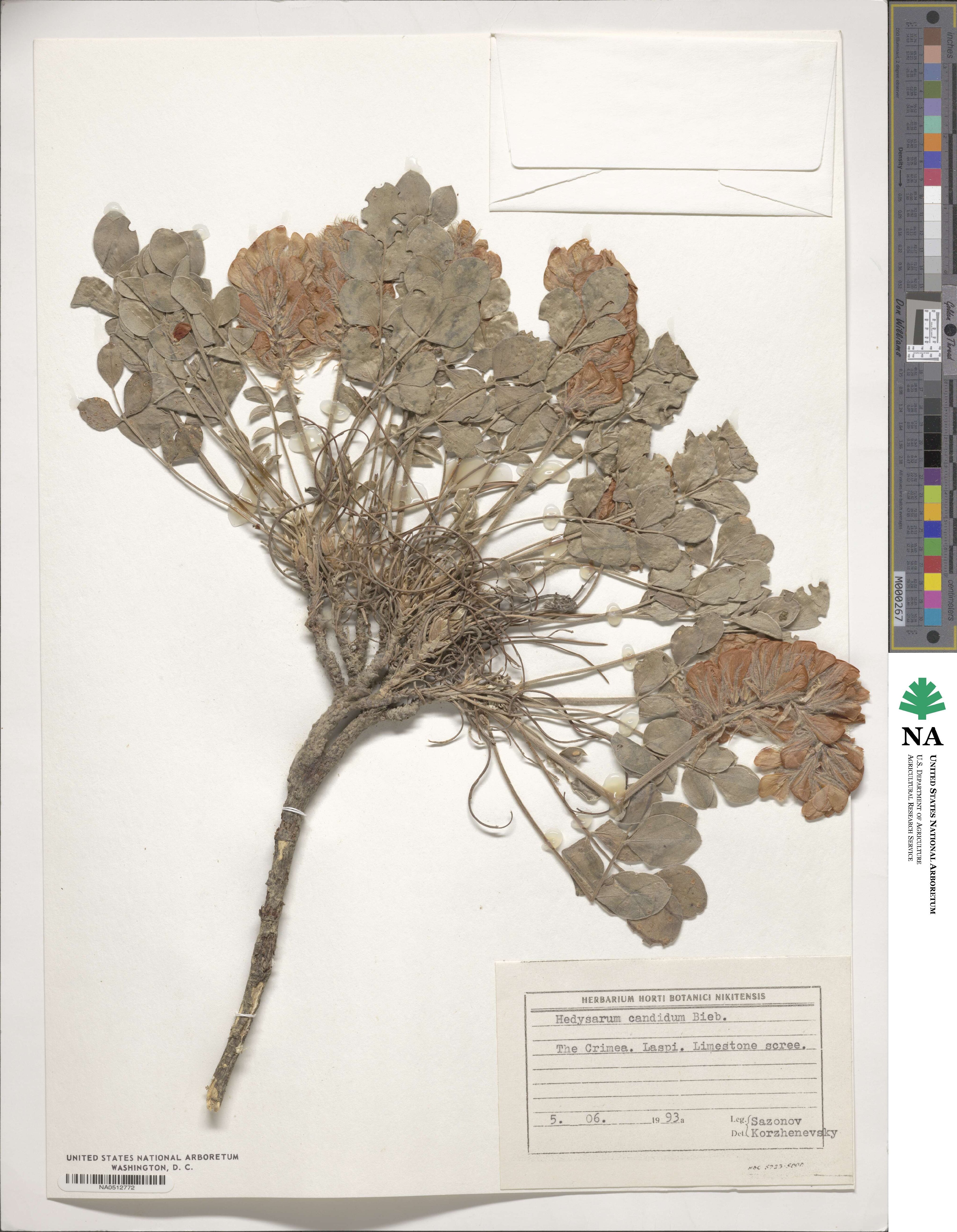 Hedysarum candidum image