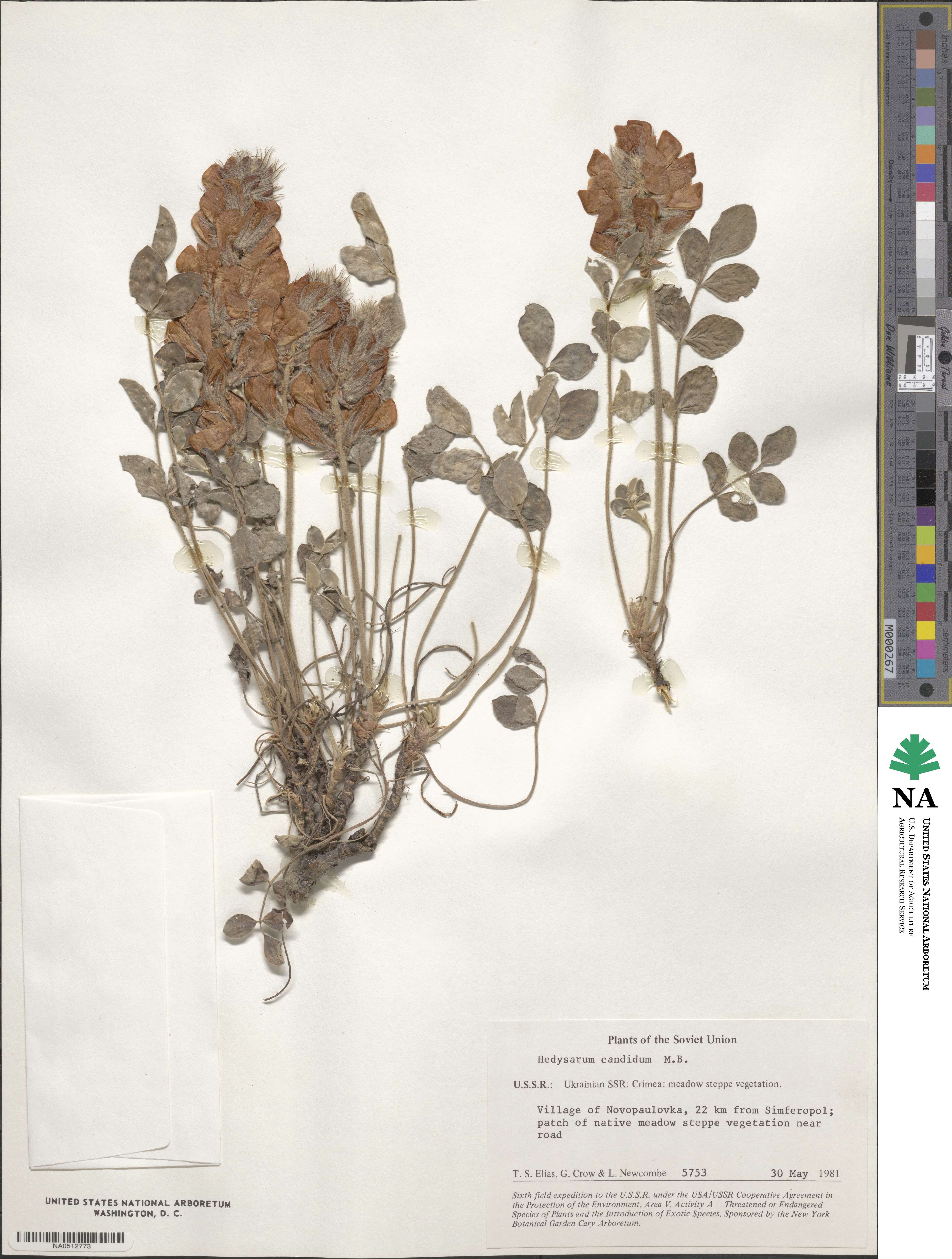 Hedysarum candidum image