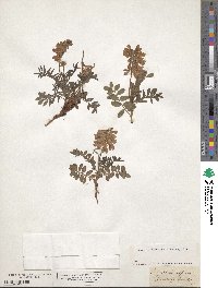 Hedysarum hedysaroides subsp. hedysaroides image