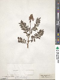 Hedysarum hedysaroides subsp. hedysaroides image