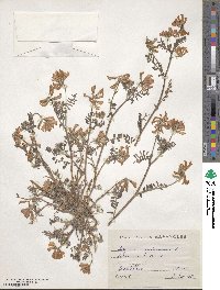 Hedysarum spinosissimum image