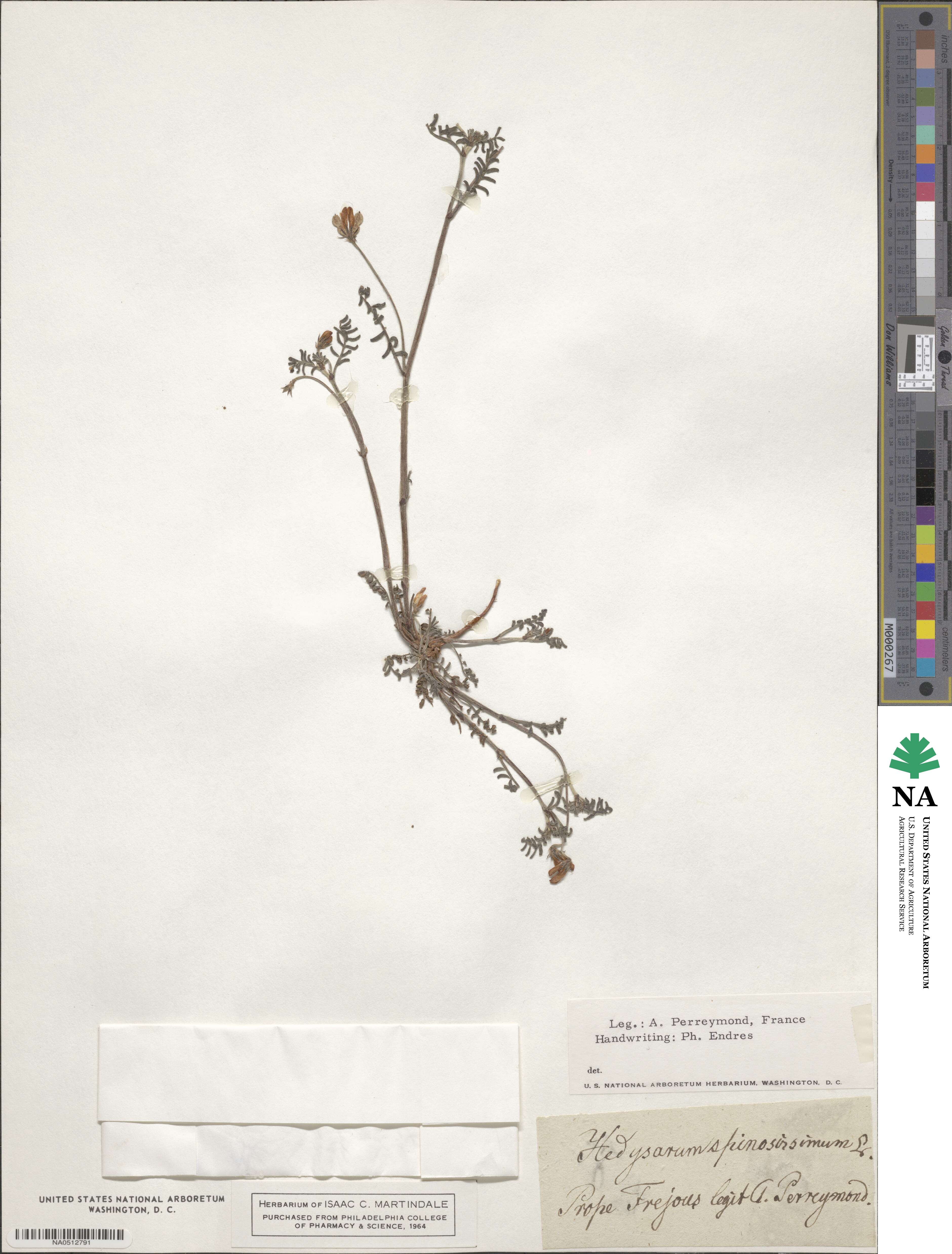 Hedysarum spinosissimum image