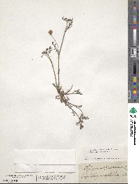 Hedysarum spinosissimum image