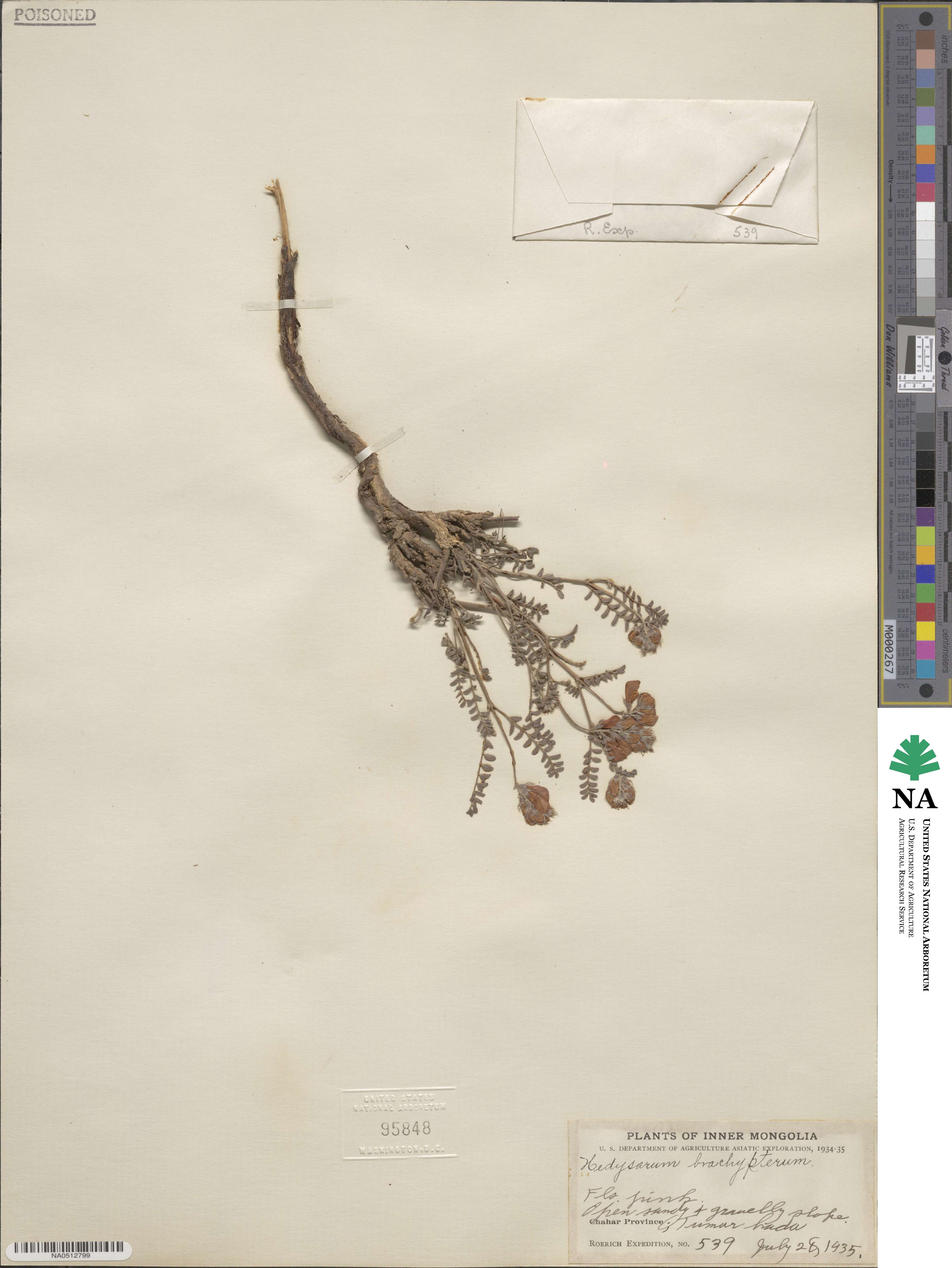Hedysarum brachypterum image