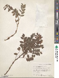 Hedysarum vicioides subsp. japonicum image