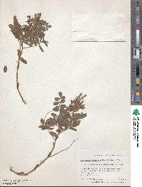 Hedysarum vicioides subsp. japonicum image