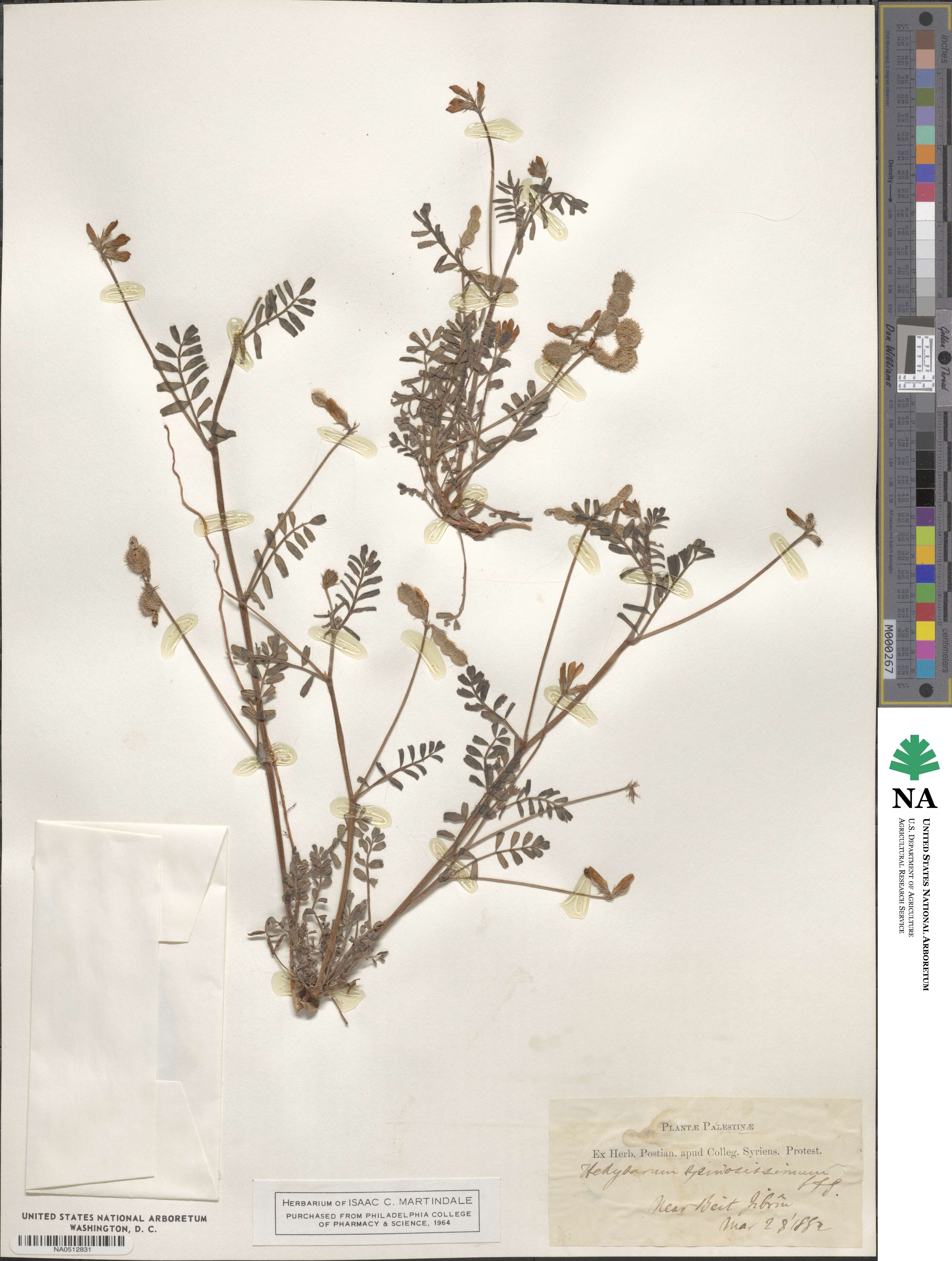 Hedysarum spinosissimum image