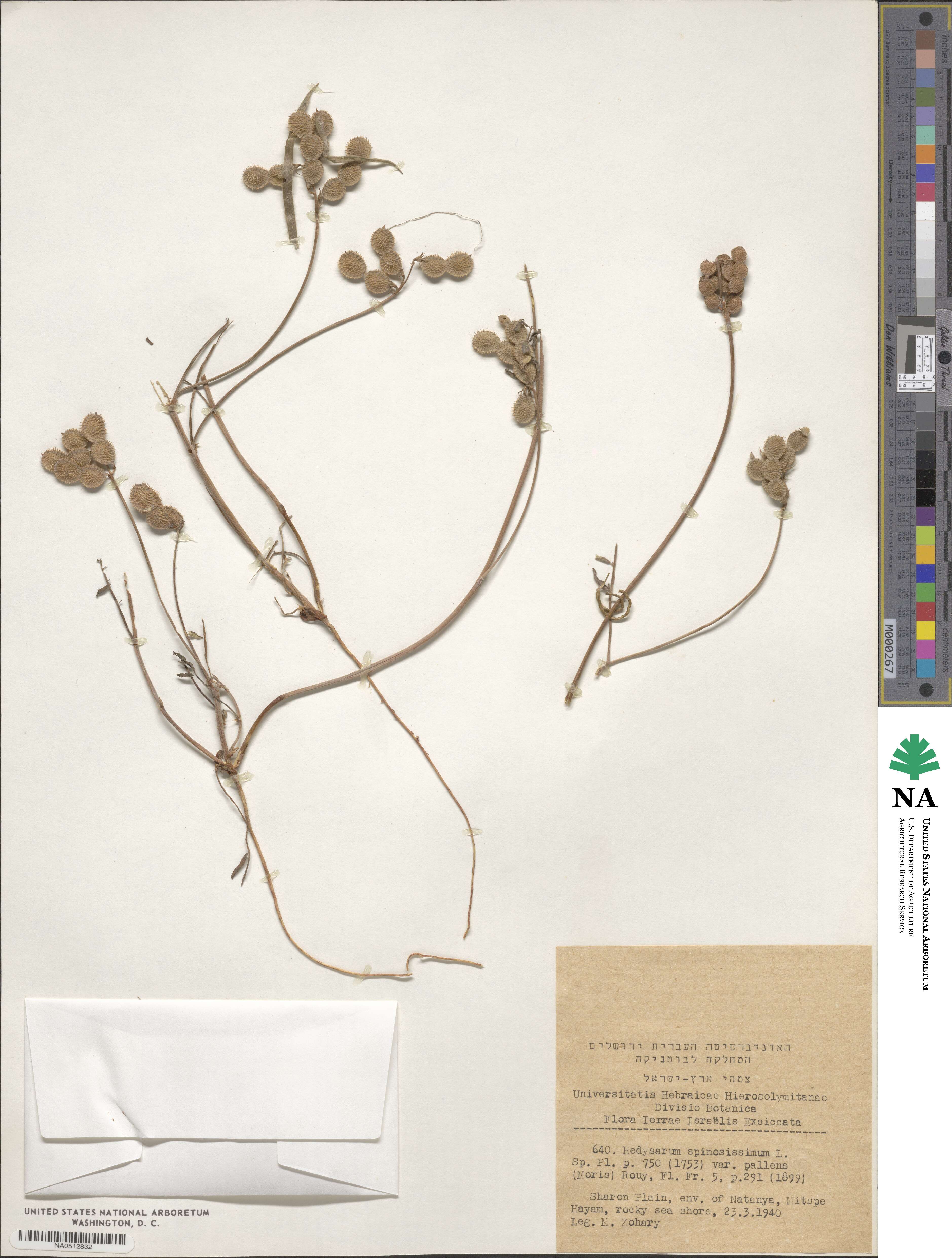 Hedysarum spinosissimum image
