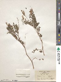 Hedysarum vicioides subsp. japonicum image